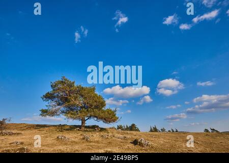 Scots pine, common pine, red pine or white pine (Pinus sylvestris), Upper Palatinate, Bavaria, Germany Stock Photo
