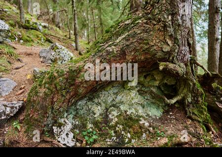 Larch (Larix), tree roots cling to a boulder, Kleiner Göll, Berg, Salzburger Land, Berchtesgaden National Park, Salzburg, Austria Stock Photo