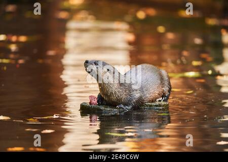 European otter, Lutra lutra, lying, sideways, fish, eating Stock Photo