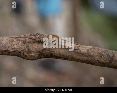 The Amazon spider is hiding on a stick in the Amazon rainforest Stock Photo