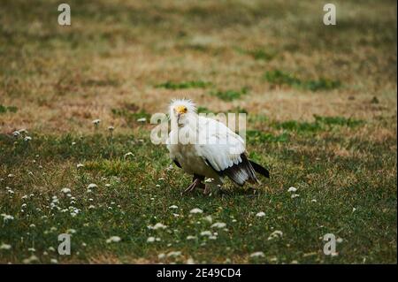 Egyptian vulture (Neophron percnopterus) in a flower meadow, Bavaria, Germany Stock Photo