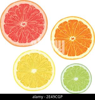 Set of color illustrations with citrus fruits. Isolated vector objects on a white background. Stock Vector