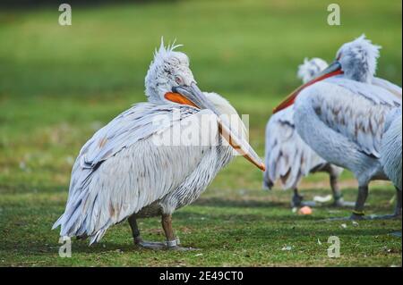 Dalmatian pelicans (Pelecanus crispus), sideways, standing in a meadow, Bavaria, Germany, Europe Stock Photo