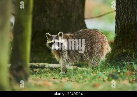 Raccoon, Procyon lotor, walking, looking at camera, Bavaria, Germany, Europe