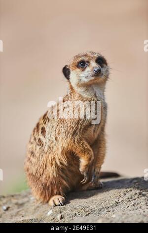 Meerkat (Suricata suricatta), captive, Germany Stock Photo