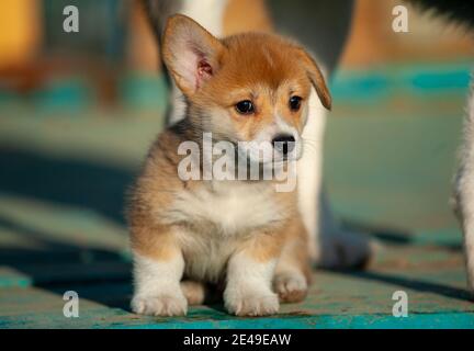 Cute baby corgi closeup, sitting outdoors Stock Photo