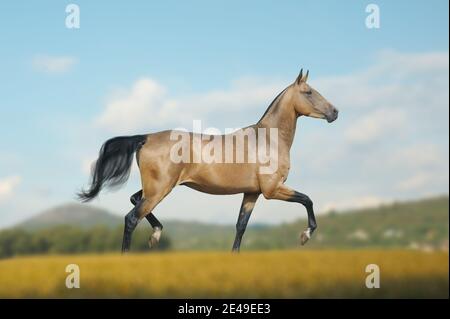 Beautiful buckskin horse is trotting free in the field Stock Photo