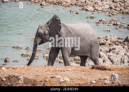 Baby Elephant Calf at Okaukuejo Waterhole in Etosha National Park, Namibia, Africa Walking Stock Photo