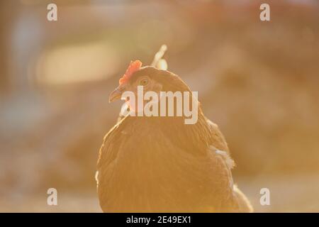 Chicken (Gallus gallus domesticus), hen in a meadow, Bavaria, Germany Stock Photo