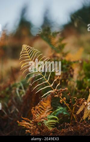 Fern (Dryopteris filix-mas), Bavaria, Germany, Europe Stock Photo