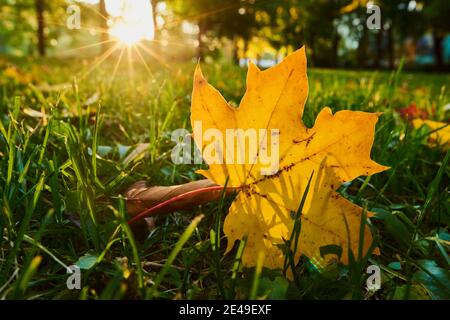 Autumnal discolored leaf of Norway maple (Acer platanoides), Regensburg, Bavaria, Germany Stock Photo