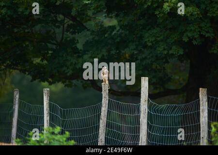 Common buzzard (Buteo buteo) sitting on a fence, Franconia, Bavaria, Germany, Europe Stock Photo
