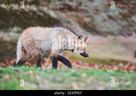 Maned Wolf (Chrysocyon brachyurus), young animal runs sideways across meadow, Germany Stock Photo