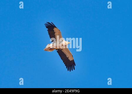 Egyptian vulture (Neophron percnopterus) in flight, Fuerteventura, Canary Islands, Spain, Europe Stock Photo