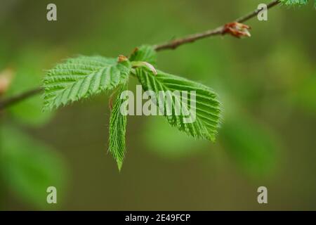 Common hornbeam, hornbeam (Carpinus betulus), young leaves. Shoots, Bavaria, Germany Stock Photo