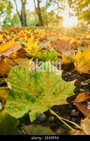 Autumnal discolored leaf of Norway maple (Acer platanoides), Regensburg, Bavaria, Germany Stock Photo