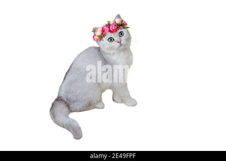 Adorable gray kitten British breed in a pink flower crown sitting on a white background. Stock Photo