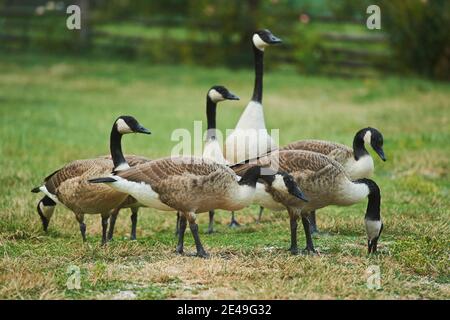 Canada Geese (Branta canadensis) standing in a meadow, Bavaria, Germany Stock Photo