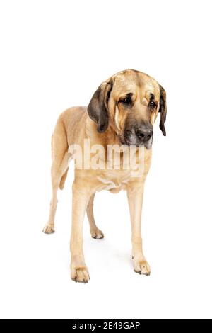 Broholmer dog, also called the Danish Mastiff, in front of a white background Stock Photo