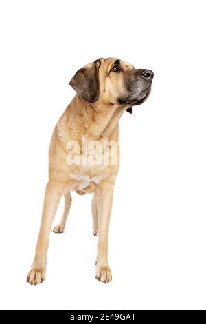 Broholmer dog, also called the Danish Mastiff, in front of a white background Stock Photo