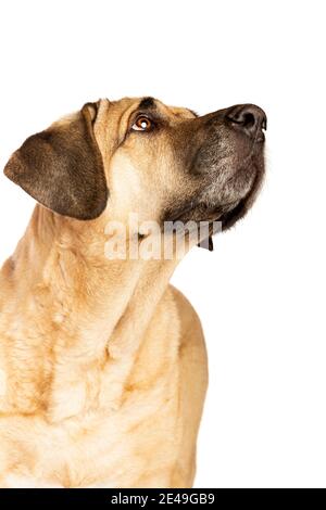 Broholmer dog, also called the Danish Mastiff, in front of a white background Stock Photo