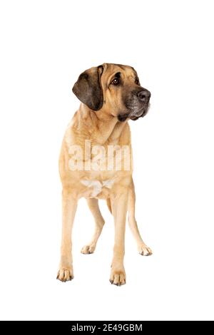 Broholmer dog, also called the Danish Mastiff, in front of a white background Stock Photo