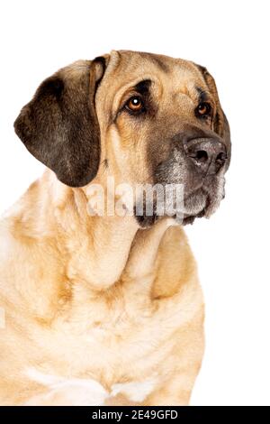 Broholmer dog, also called the Danish Mastiff, in front of a white background Stock Photo