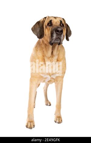 Broholmer dog, also called the Danish Mastiff, in front of a white background Stock Photo