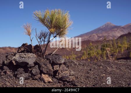small pine tree sapling in front of beautiful volcano in canary island Stock Photo