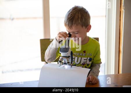 Little boy looking at bug under microscope Stock Photo