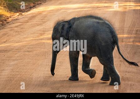 Asian, Indian Elephant walking in warm morning light in the jungle of Yala National Park. Sri Lanka Elephant Stock Photo