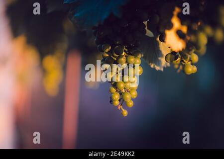 Sunset in a vineyard in South Moravia, Czech Republic Stock Photo