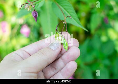 Himalayan balm seeds in hand close up photo. Policeman Helmet plant, Bobby Tops, Invasive asian plant species Stock Photo