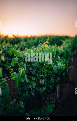 Sunset in a vineyard in South Moravia, Czech Republic Stock Photo