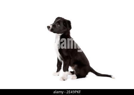 border collie puppy dog in front of a white background Stock Photo