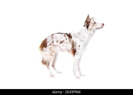 Red merle border collie dog in front of a white backgrond Stock Photo