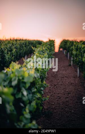 Sunset in a vineyard in South Moravia, Czech Republic Stock Photo