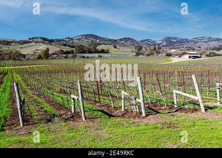 Barn and Vineyard Mid-January Stock Photo