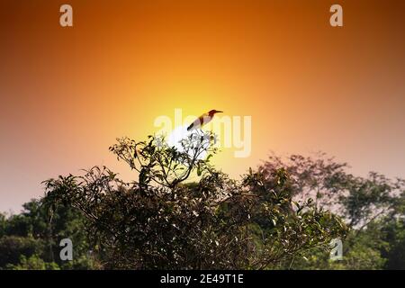 Beautiful art photo of tropical sunset and bird (Indian Pondbird) sitting on top of tree. In style of Oriental fine art Stock Photo