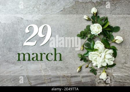 March 29th. Day 29 of month, Calendar date. Stylish roses flat lay. White roses border on pastel grey background with calendar date. Spring month, day Stock Photo