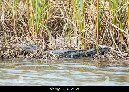 Small American Alligator laying on edge of water Stock Photo