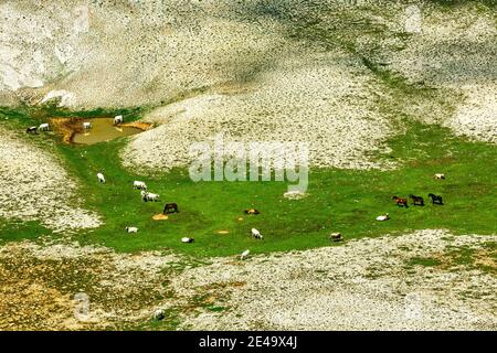 Horses and cows grazing. Bottom of the 'Femmina Morta' valley, Maiella National Park. Abruzzo, Italy, Europe