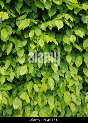 Section of a hornbeam hedge Stock Photo