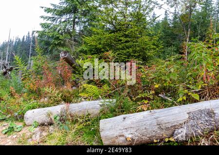 Dry rotten tree trunks lying in a forest litter among mountain pine trees, spruces, fern and herbs. Stock Photo