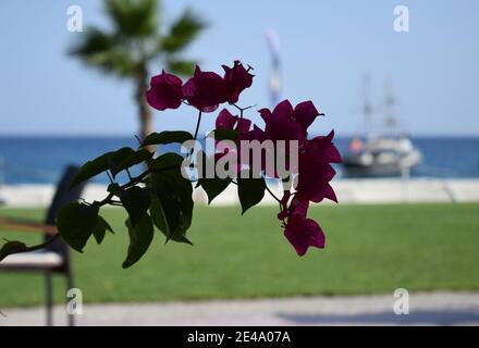 Street outdoor cafe on Embankment. View at solitary vessel on horizon. Beautiful sea view on breathtaking vista, amazing summer scenery. Blue sky, blu Stock Photo