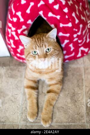 An orange tabby shorthair cat relaxing in a covered cat bed and looking up at the camera Stock Photo