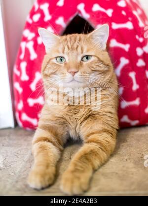 An orange tabby shorthair cat relaxing in a covered cat bed with its paws extended in front of it Stock Photo