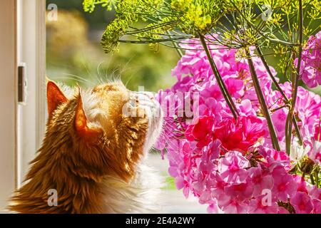 Pretty adult red cat sniffing flowers in sunny morning Stock Photo