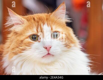 Pink nose of pretty adult red cat Stock Photo