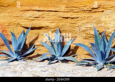Blue agaves on yellow stone background. Stock Photo